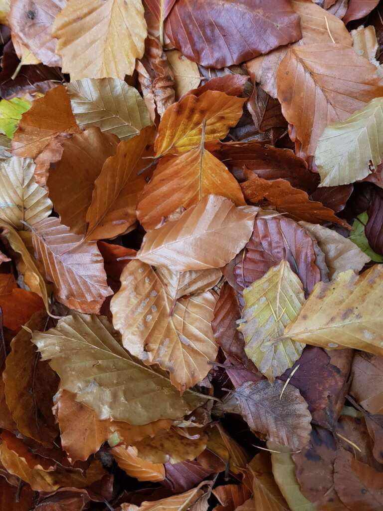 A pile of autumn leaves, coloured orange and rusty brown. Autumn is the time to reflect and to change, and perhaps to seek the support of a professional counsellor.